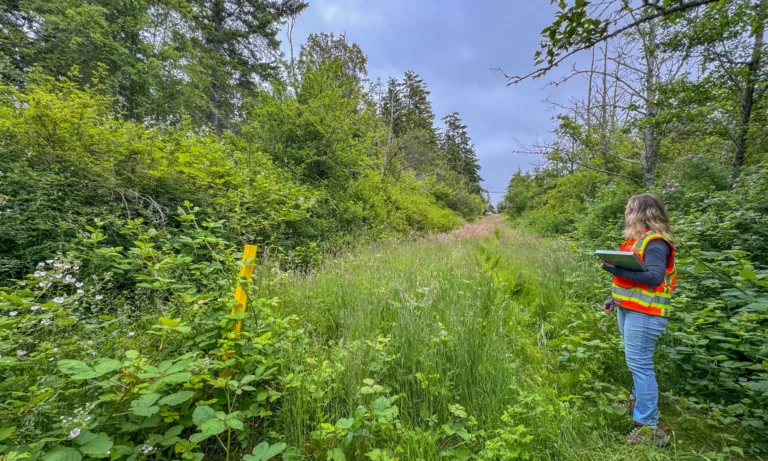 Person in a high-visibility vest holding a clipboard stands on an overgrown grassy corridor through dense forest, with a yellow marker post at left under a cloudy sky.