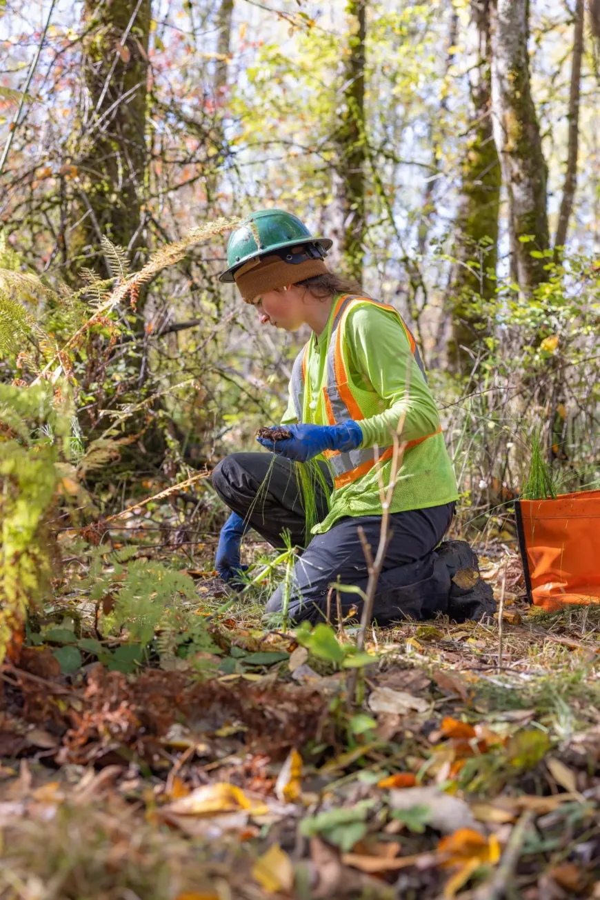 Worker in a forest kneels among ferns, holding soil or a plant while wearing a hard hat and high-visibility vest